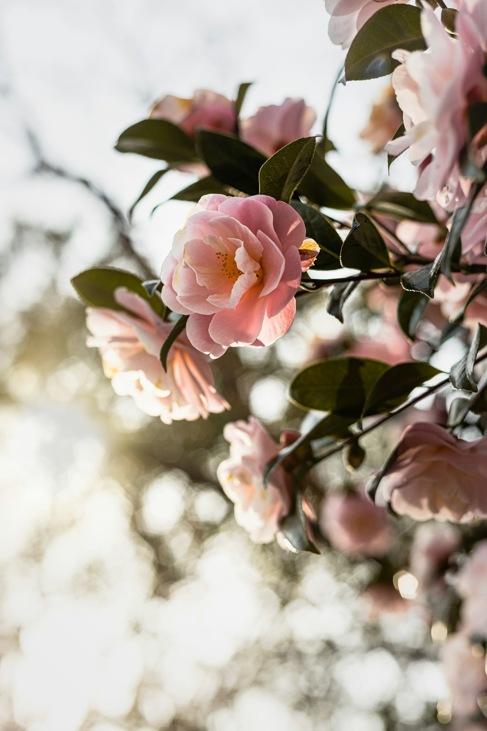 a close up of pink flowers on a tree