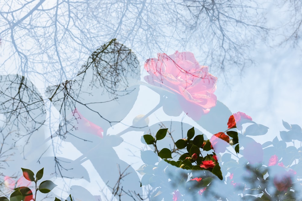 Una imagen de un árbol con una flor rosa en él