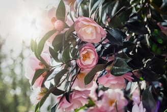 A serene garden scene featuring lush green leaves and delicate flowers under soft sunlight.