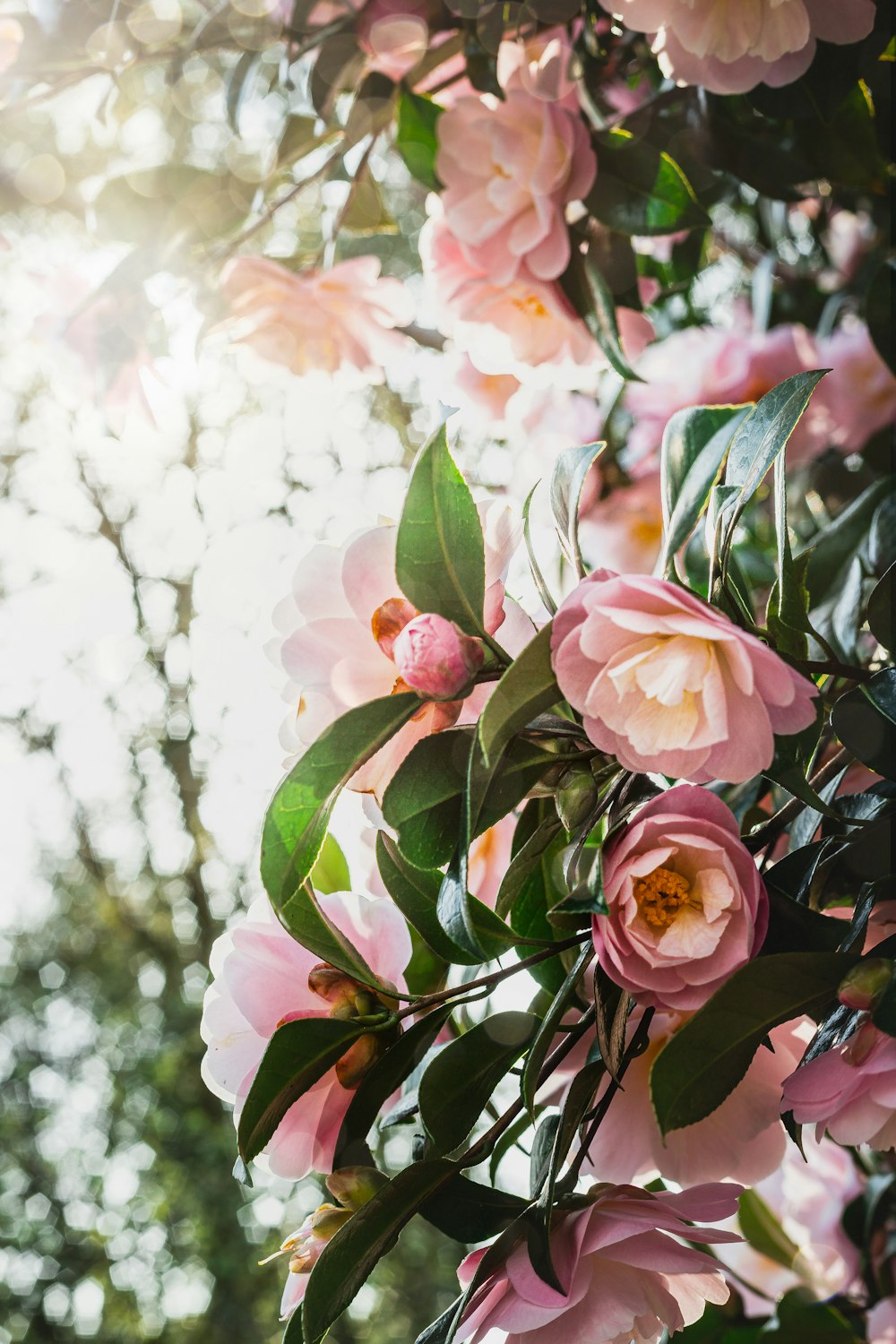 a bunch of pink flowers hanging from a tree