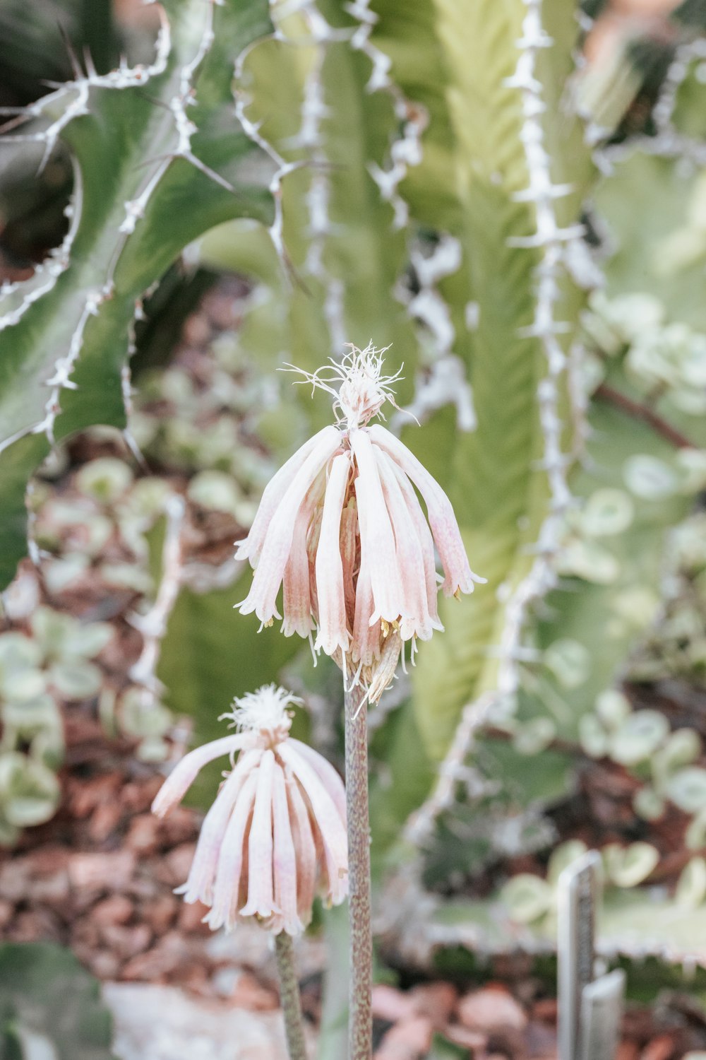 a couple of pink flowers sitting on top of a lush green plant