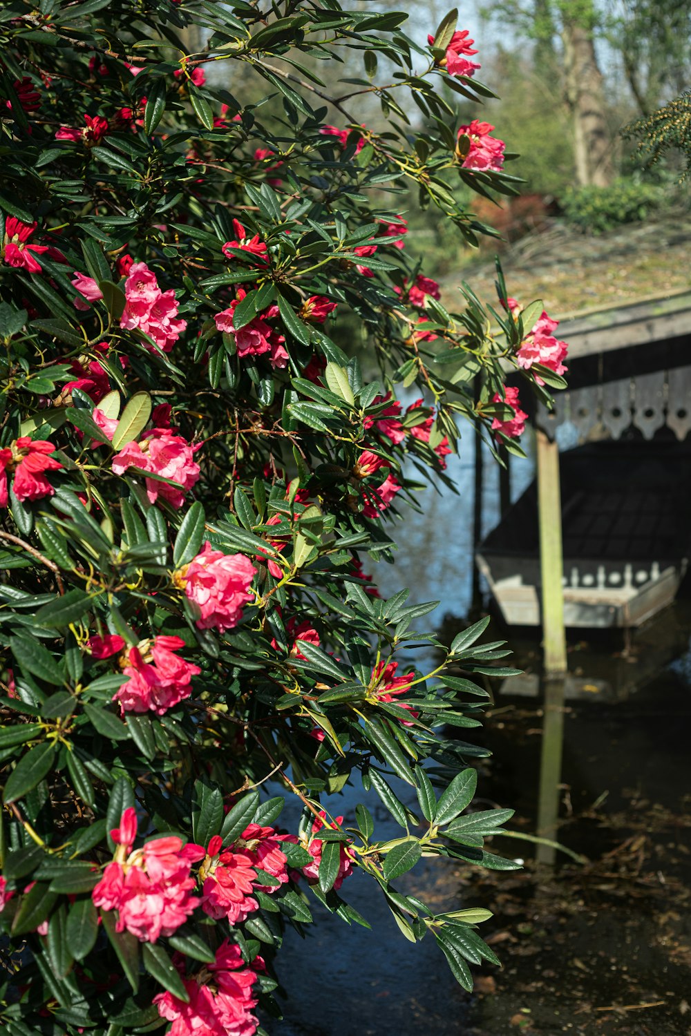 a bunch of flowers that are on a tree