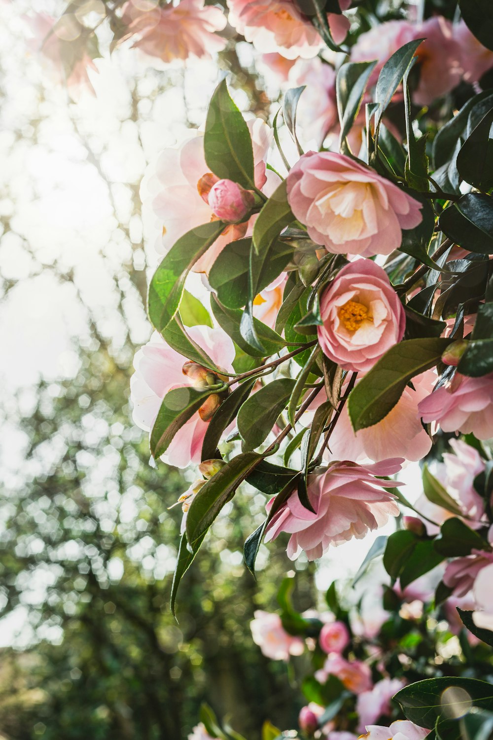 Un ramo de flores rosadas colgando de un árbol