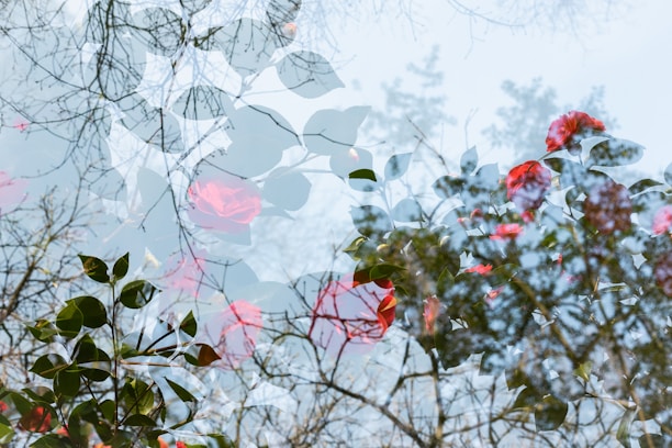 An artistic double exposure photograph featuring branches of trees and vibrant red flowers with green leaves. The intricate overlay creates a dreamy and ethereal effect, melding nature elements and blending them into a seamless composition.