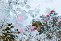 An artistic double exposure photograph featuring branches of trees and vibrant red flowers with green leaves. The intricate overlay creates a dreamy and ethereal effect, melding nature elements and blending them into a seamless composition.