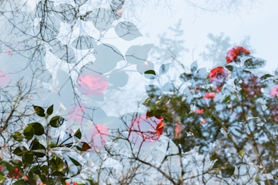 An artistic double exposure photograph featuring branches of trees and vibrant red flowers with green leaves. The intricate overlay creates a dreamy and ethereal effect, melding nature elements and blending them into a seamless composition.