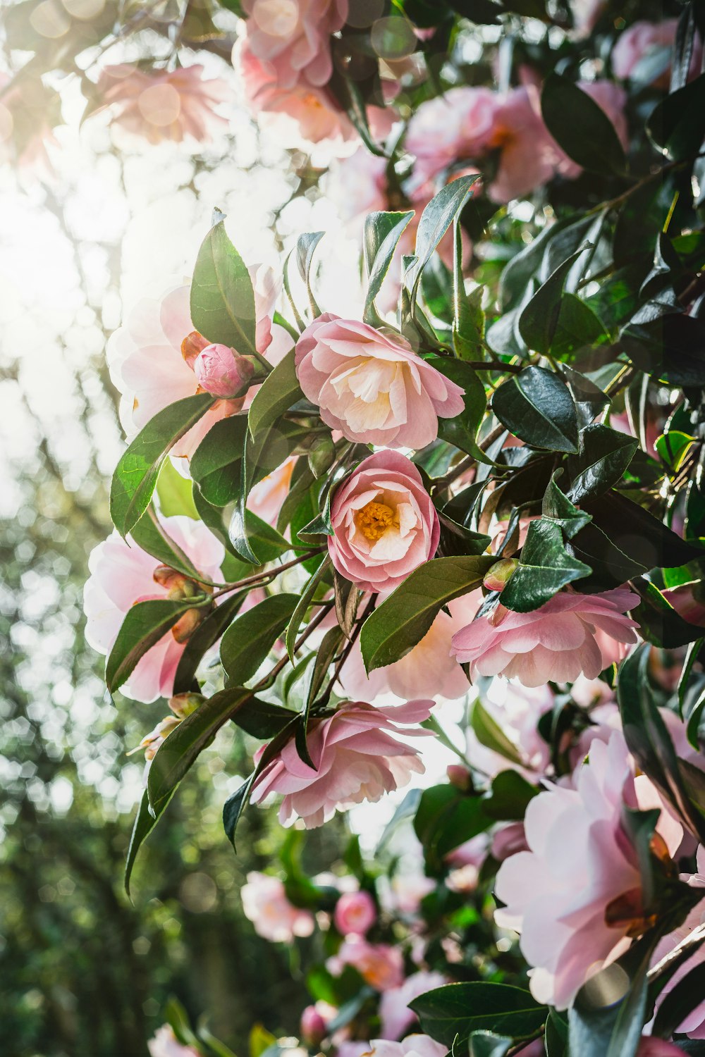 a bunch of pink flowers hanging from a tree