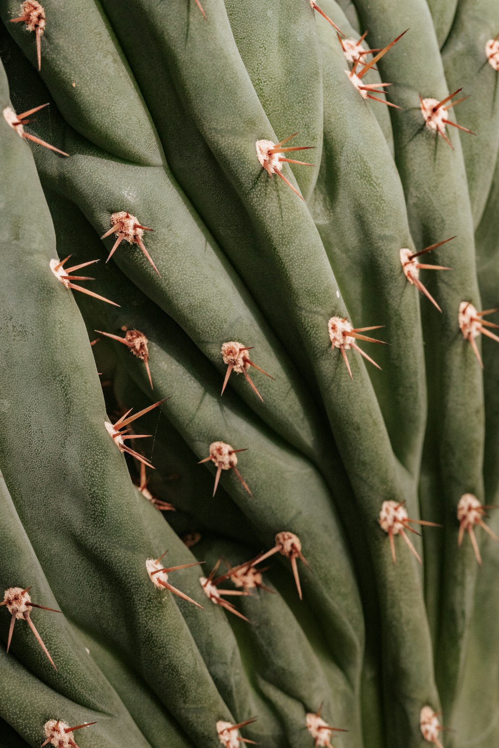 a close up of a green cactus with small white flowers