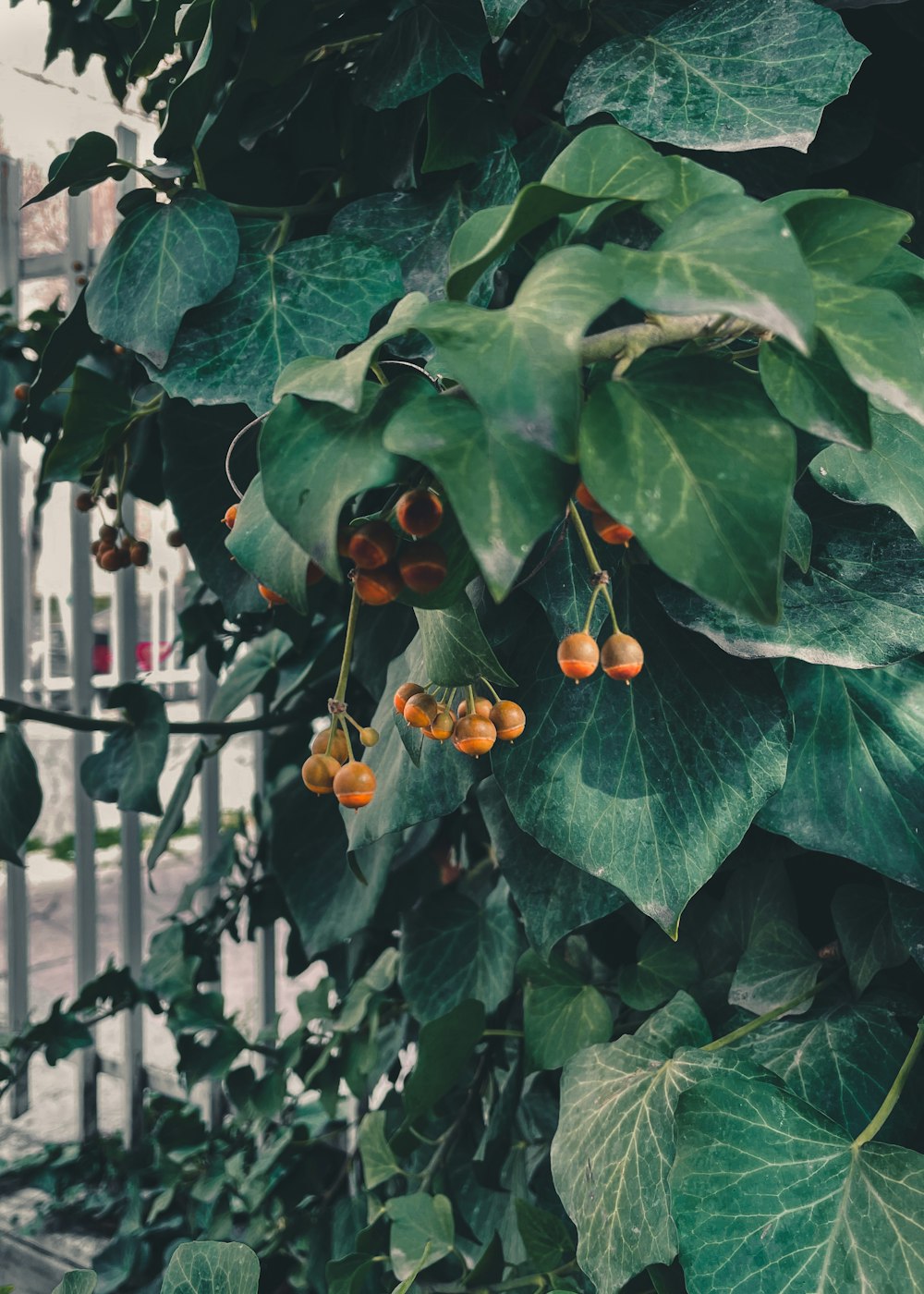 a plant with orange berries hanging from it's leaves
