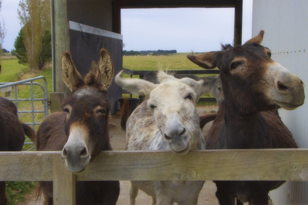 a group of donkeys standing behind a wooden fence