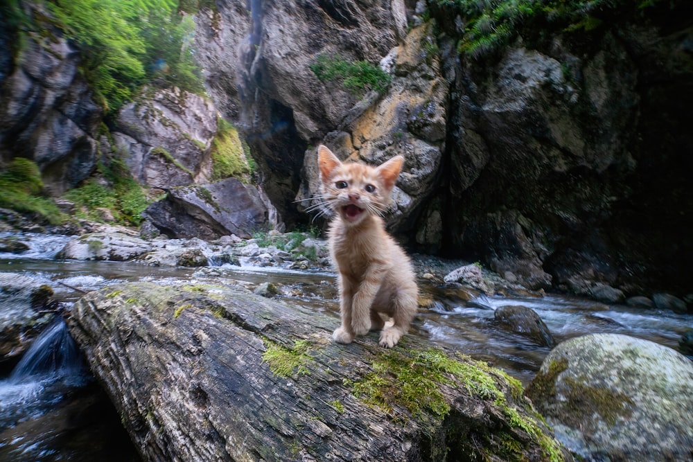 a small dog sitting on a rock in the middle of a stream