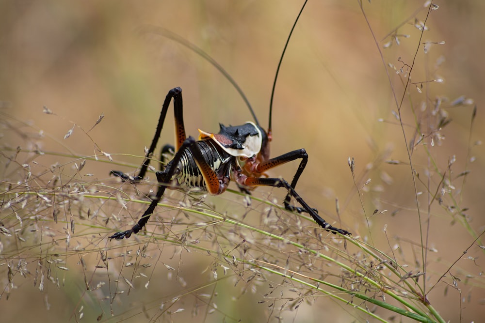 a black and orange insect sitting on top of a plant