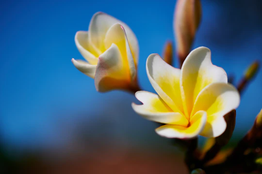 Close-up of bright yellow and pink plumeria flowers glowing under soft sunlight.