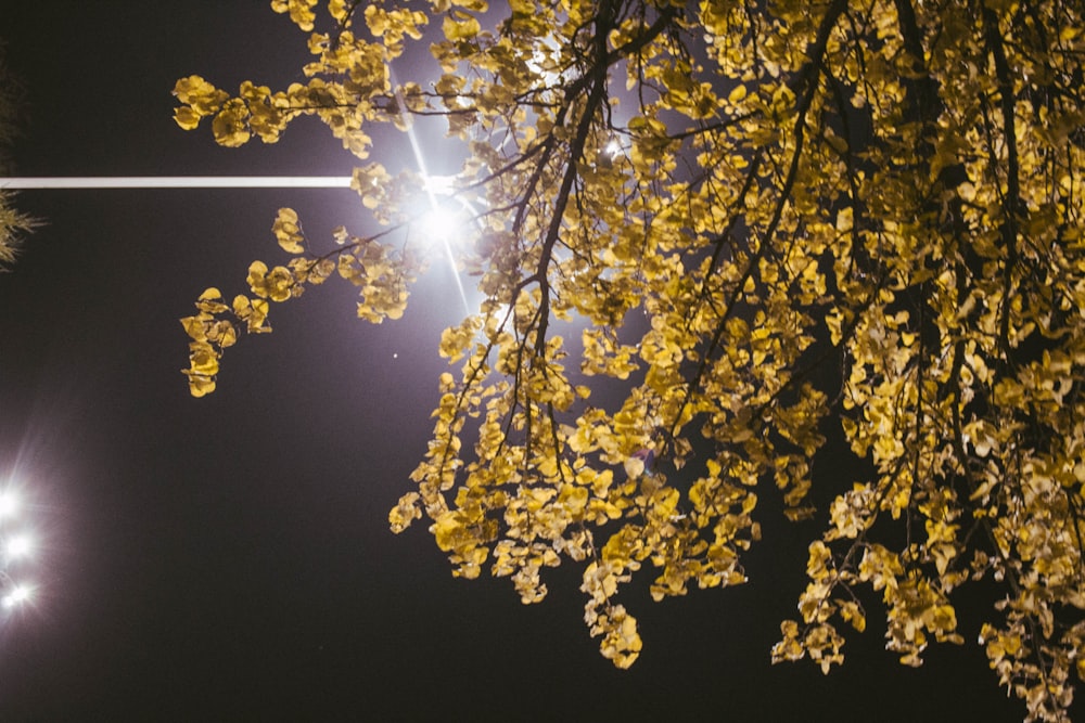 a street light shines brightly in the night sky