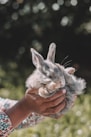 a person holding a small kitten in their hands