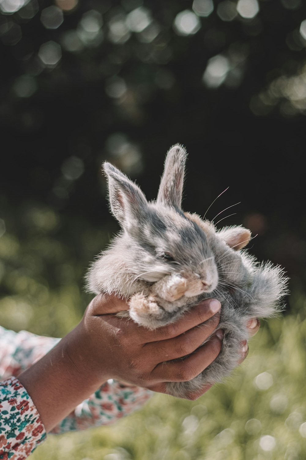 a person holding a small kitten in their hands