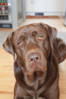 A brown Labrador Retriever with soulful eyes stares directly at the camera, set against a home interior background with hardwood floors and a glimpse of kitchen cabinets.