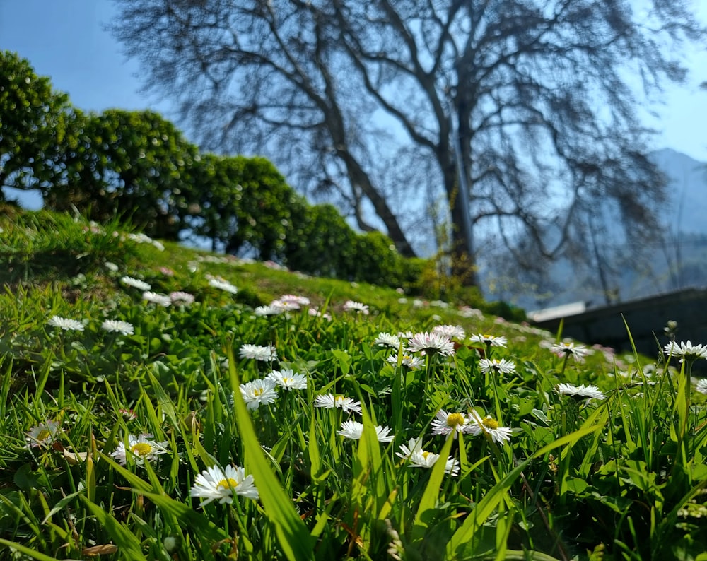 a bunch of flowers that are in the grass