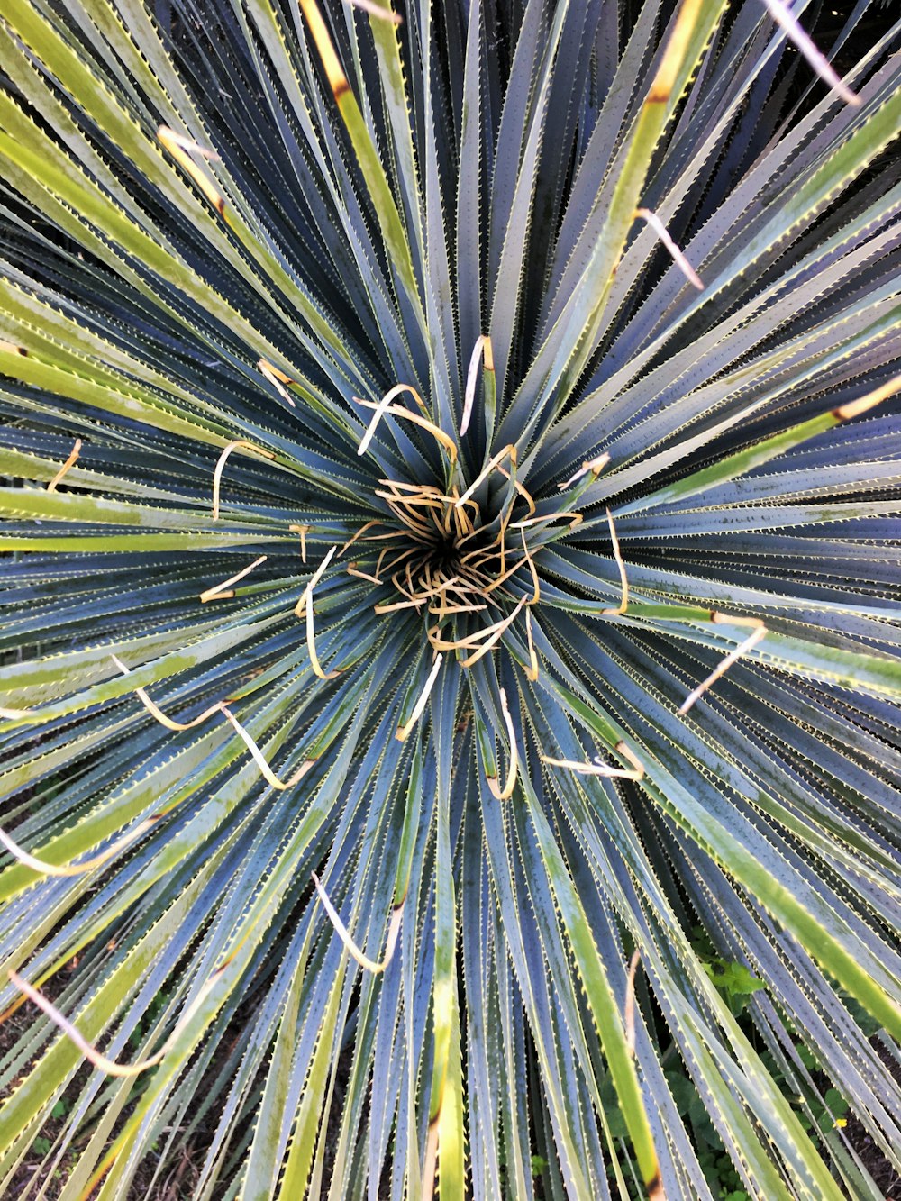 a close up of a plant with many leaves