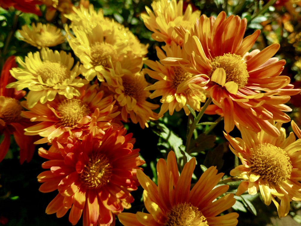 um monte de flores amarelas e vermelhas em um jardim