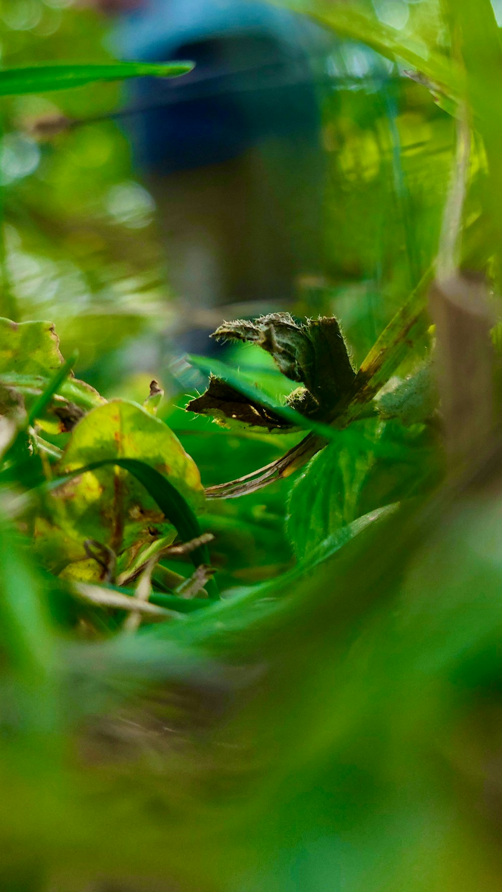 uma foto borrada de uma planta de folhas verdes