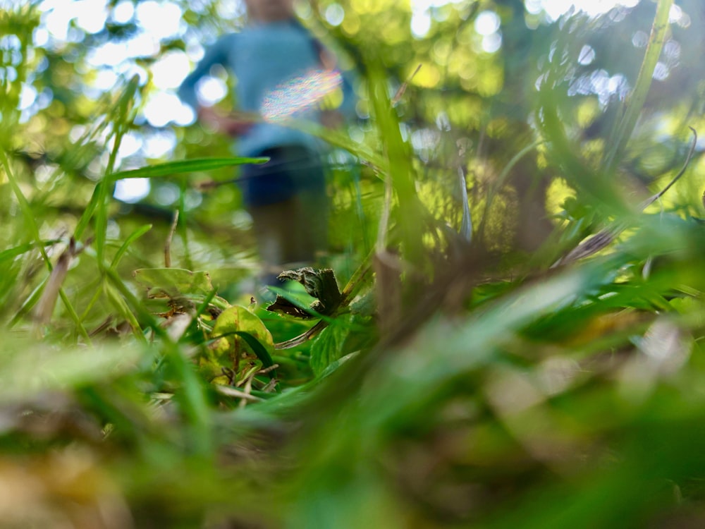 Ein verschwommenes Foto eines blauen Hydranten im Gras