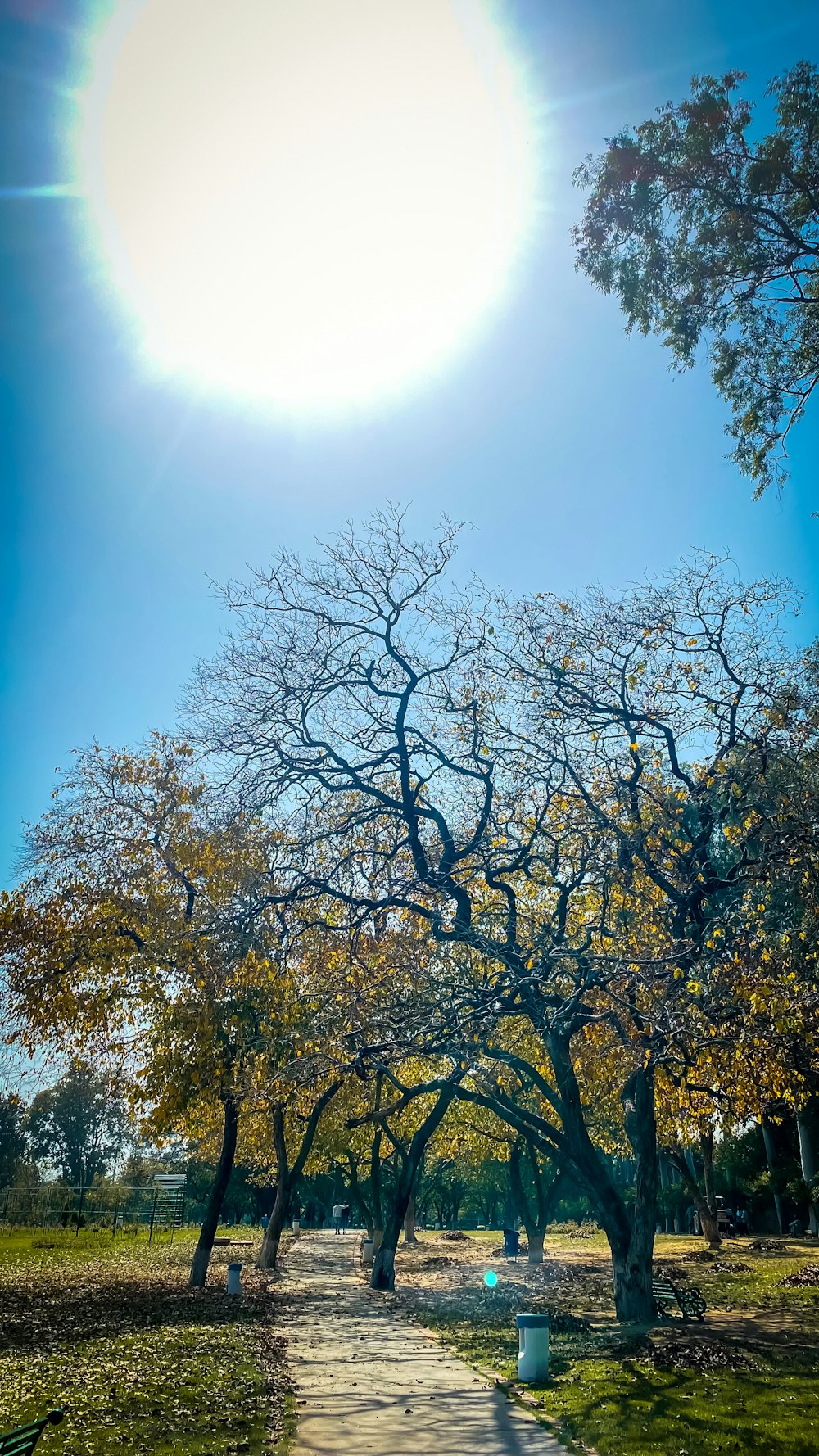 the sun shines brightly over a path in a park