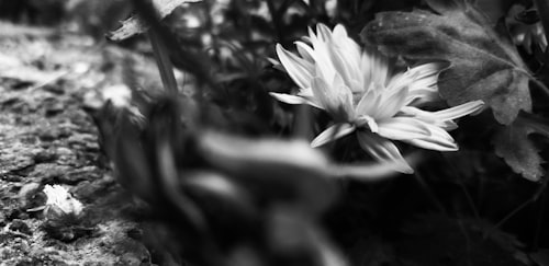 Beautiful Flowers coloring page