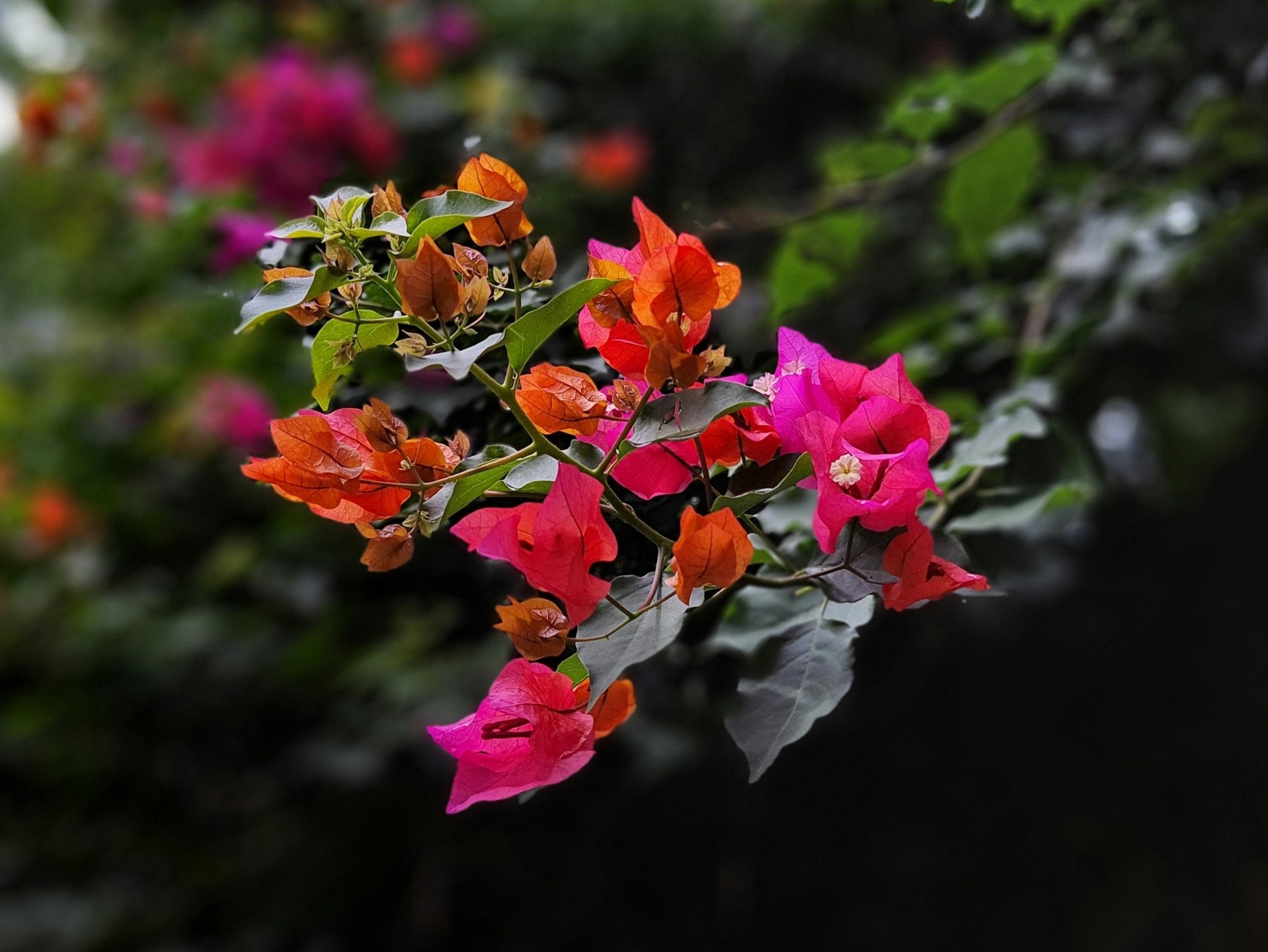 Photo by devinthewild