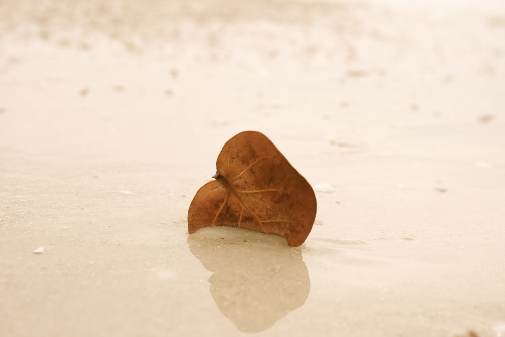 a heart shaped leaf laying on a wet beach