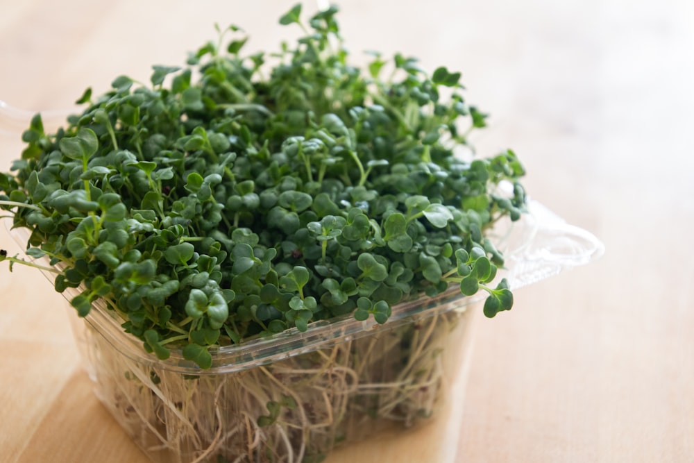 a plastic container filled with green plants on top of a wooden table