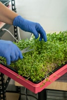a person in blue gloves cutting plants with scissors