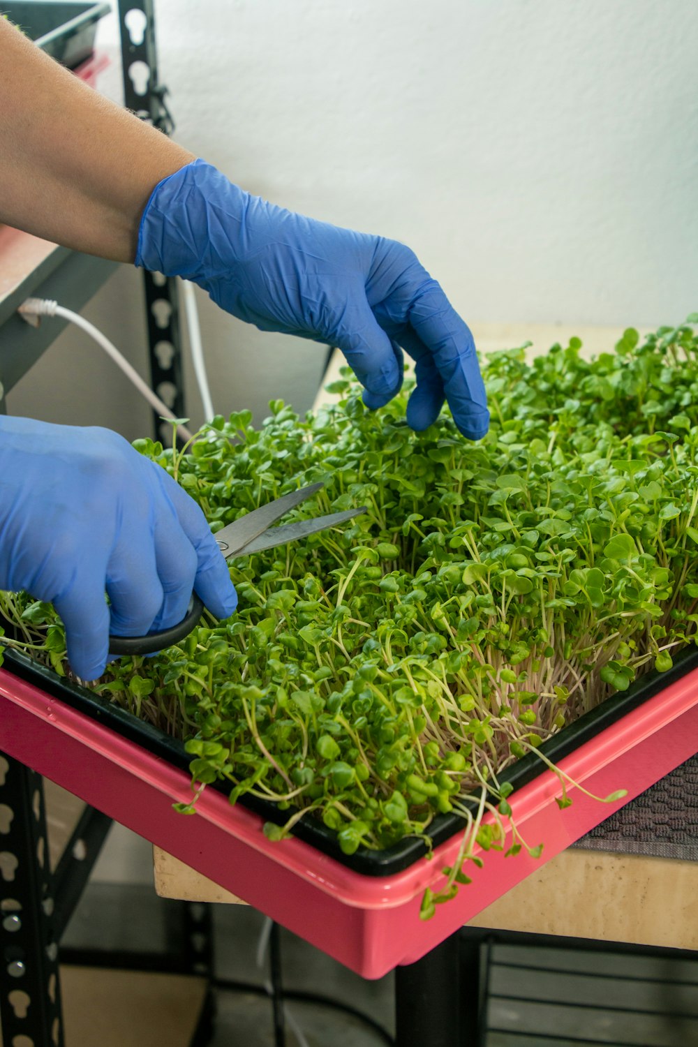 a person in blue gloves cutting plants with scissors