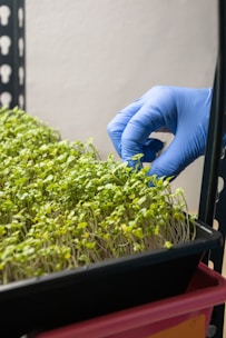 A hand wearing a blue glove is gently touching or examining young green seedlings growing densely in a black tray. The setup appears to be in an indoor setting, possibly a laboratory or a controlled environment for plant cultivation. The background consists of a textured wall and a black metal rack.
