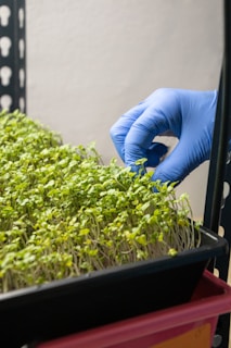 A hand wearing a blue glove is gently touching or examining young green seedlings growing densely in a black tray. The setup appears to be in an indoor setting, possibly a laboratory or a controlled environment for plant cultivation. The background consists of a textured wall and a black metal rack.