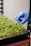 A hand wearing a blue glove is gently touching or examining young green seedlings growing densely in a black tray. The setup appears to be in an indoor setting, possibly a laboratory or a controlled environment for plant cultivation. The background consists of a textured wall and a black metal rack.