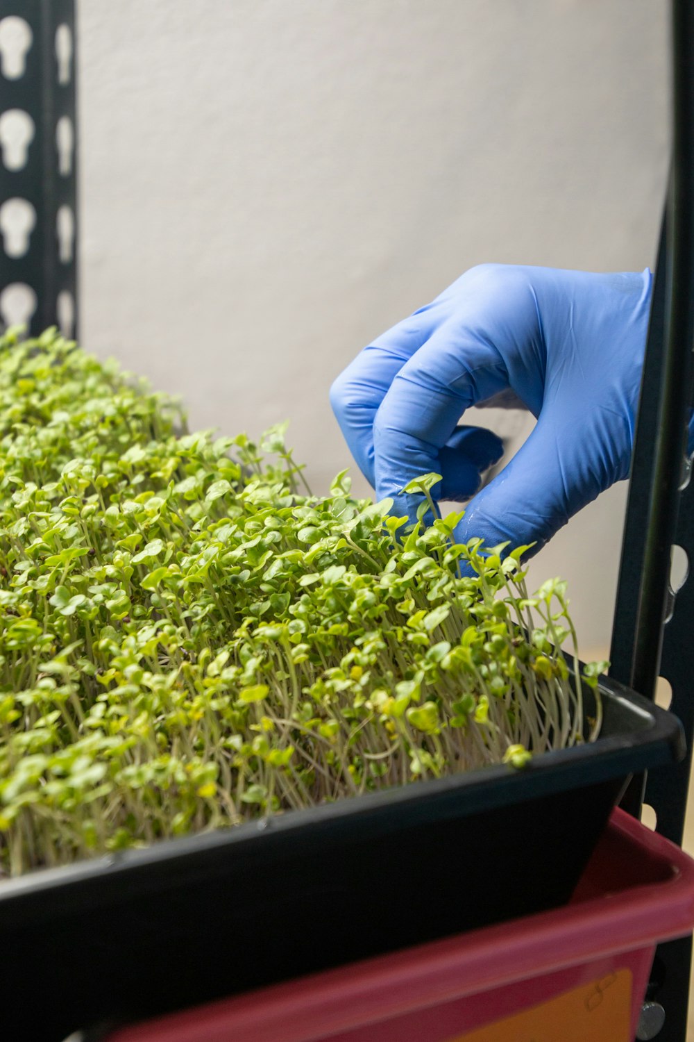 a person in blue gloves and blue gloves is putting plants in a container