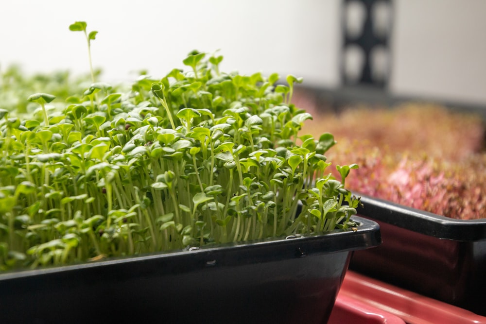 a couple of trays filled with green plants