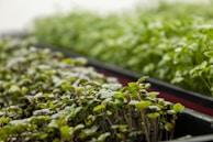 Close-up of microgreens growing densely in a clean indoor garden setup