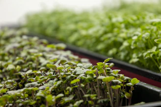 Close-up of vibrant green microgreens growing in a wooden tray under natural sunlight.