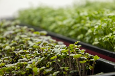Close-up view of trays filled with young green plants, displaying fresh and healthy leaves. The plants appear to be microgreens, densely packed and vibrant.