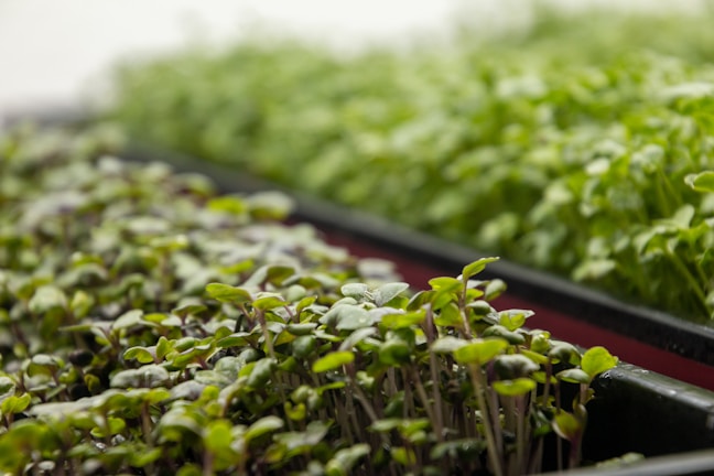 Close-up view of trays filled with young green plants, displaying fresh and healthy leaves. The plants appear to be microgreens, densely packed and vibrant.