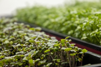 Close-up of vibrant microgreens sprouting from a sleek 3D printed seedmatt in a modern hydroponic tray.