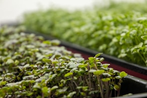 Close-up view of trays filled with young green plants, displaying fresh and healthy leaves. The plants appear to be microgreens, densely packed and vibrant.