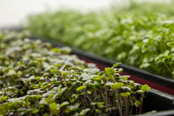 a bunch of plants that are in a box