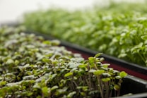 Close-up view of trays filled with young green plants, displaying fresh and healthy leaves. The plants appear to be microgreens, densely packed and vibrant.