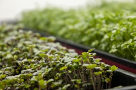 Close-up view of trays filled with young green plants, displaying fresh and healthy leaves. The plants appear to be microgreens, densely packed and vibrant.