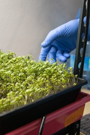 a person in blue gloves and blue gloves touching a plant