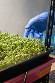 a person in blue gloves and blue gloves touching a plant