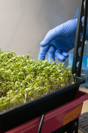 a person in blue gloves and blue gloves touching a plant